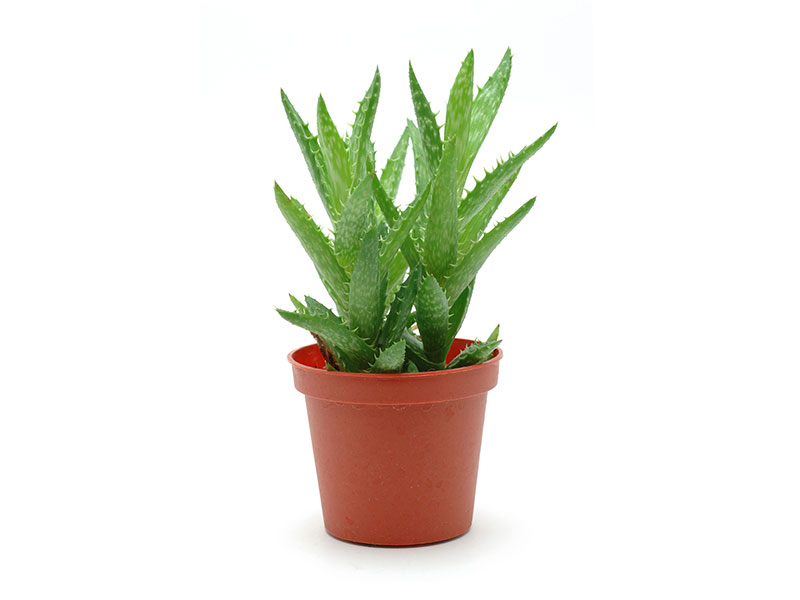 Aloe-Plant